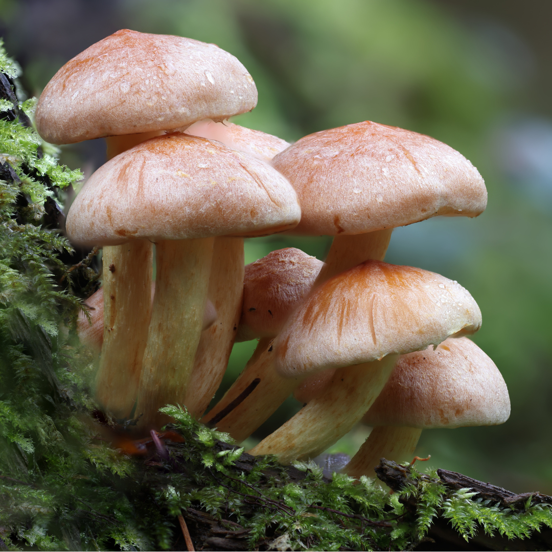 FERMENTED MUSHROOM POWDER - 100 % Natural - Organic